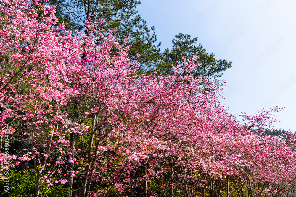 Landscape of pink cherry blossoms at the Sakura gardens of Wuling Farm in Taichung Shei-Pa National Park, Taiwan. Landscape of pink cherry blossoms at the Sakura gardens of Wuling Farm in Taichung Shei-Pa National Park, Taiwan.