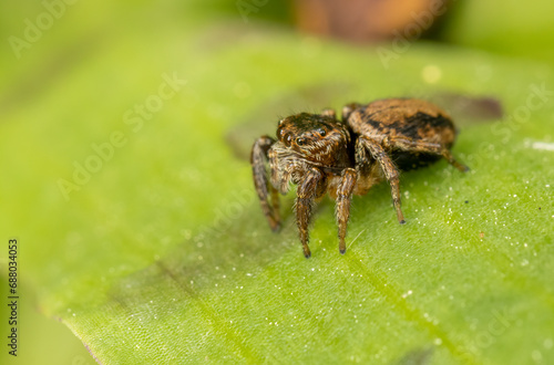 Curious jumping spider close up