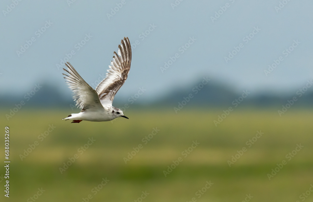 Little Gull in winter plumage flying Little Gull in winter plumage flying