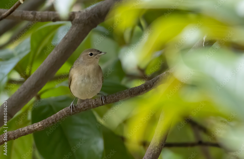 Fototapeta premium Garden warbler sitting on branch