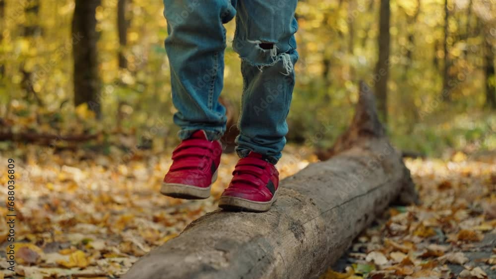 Close-up of deer's feet walking on a tree in an autumn park. Walking and playing on yellow leaves in the forest. High quality 4k footage Close-up of deer's feet walking on a tree in an autumn park. Walking and playing on yellow leaves in the forest. High quality 4k footage