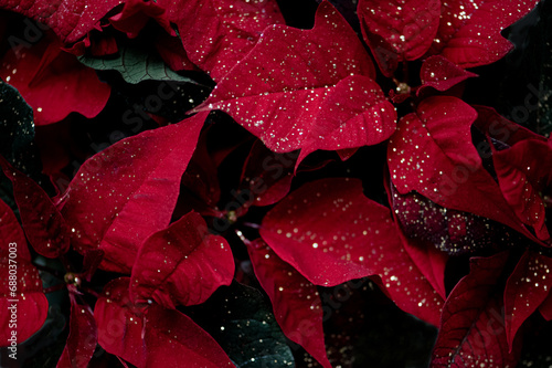 Poinsettia with glitter in gold