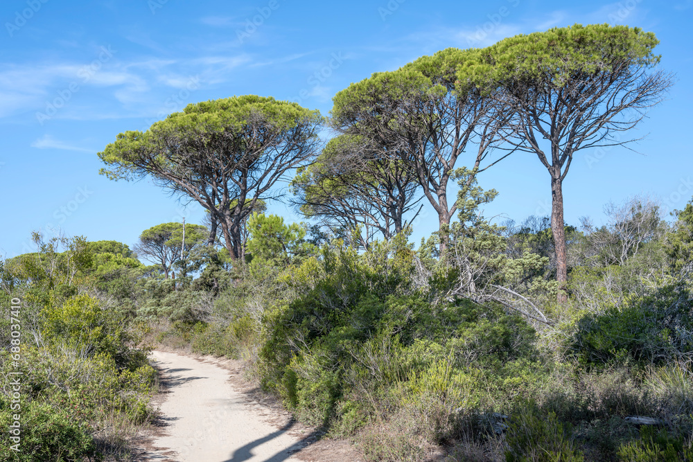 path on shore with Mediterranean scrub and maritime pines, Marina di Alberese, Italy