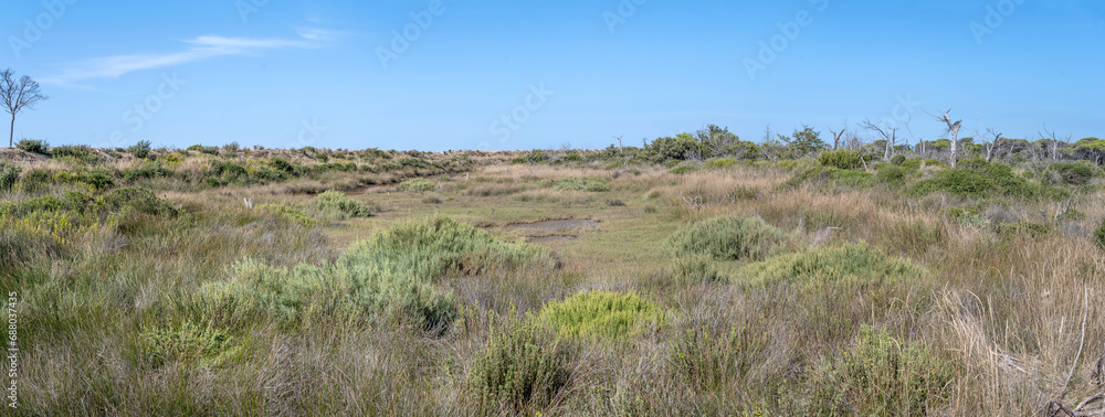 Mediterranean scrub at bog on shore, Marina di Alberese, Italy Mediterranean scrub at bog on shore, Marina di Alberese, Italy