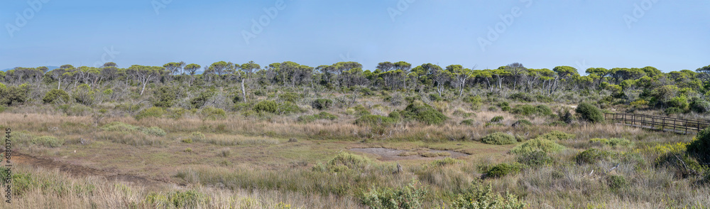 wooden bridge and Mediterranean scrub of bog on shore, Marina di Alberese, Italy wooden bridge and Mediterranean scrub of bog on shore, Marina di Alberese, Italy