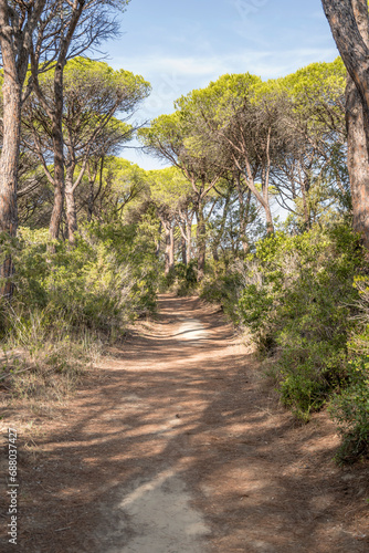 path in pine grove on Mediterranean shore, Marina di Alberese, Italy