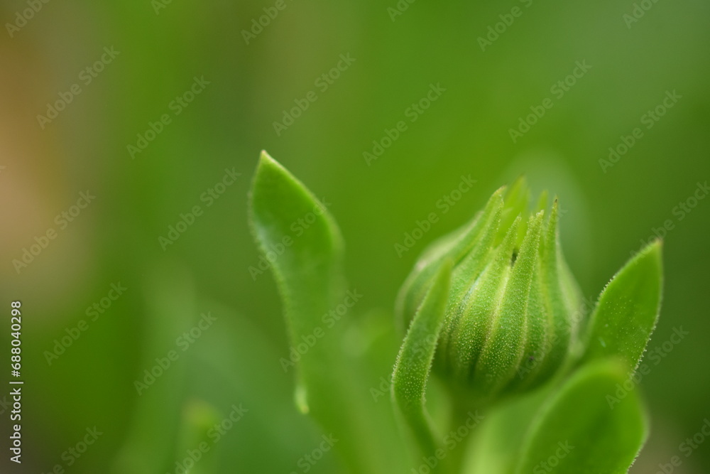 lily of the valley in the garden lily of the valley in the garden