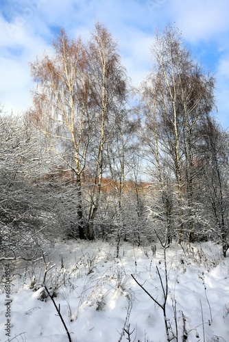 Zimowy krajobraz brzozy pokryte śniegiem  © Katarzyna