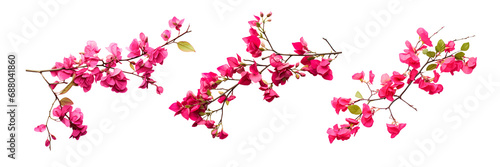 Set of bougainvillea flower branch iolated on transparent background. photo
