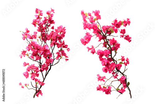 Set of ougainvillea flower plants, isolated on transparent background. photo