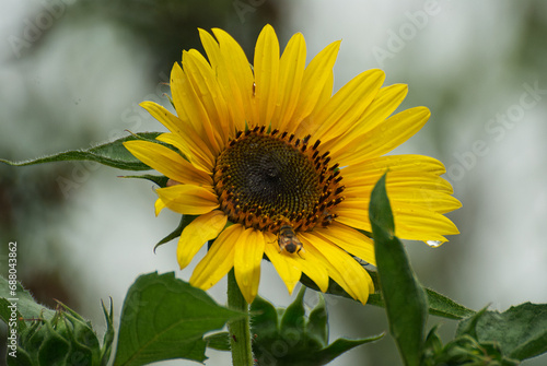Beautyful sunflower close up in the garden