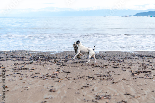 Black and white stray dog playing at the beach