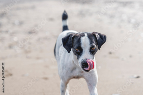 Fototapeta Naklejka Na Ścianę i Meble -  Happy playful black and white stray dog at the beach having fun and play