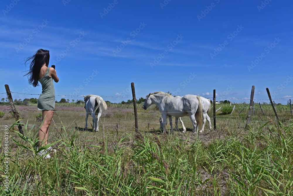 Naklejka premium I cavalli bianchi della Camargue, Arles - Provenza, Francia 