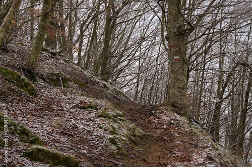 Beech forest in winter with Italian CAI path sign