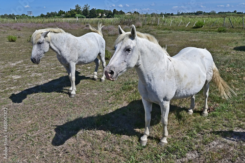 I cavalli bianchi della Camargue, Arles - Provenza, Francia  © lamio