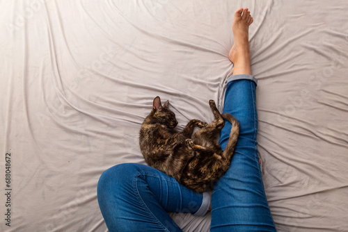 Uma gata carey dormindo na cama, junto às pernas de uma pessoa com calça jeans. photo