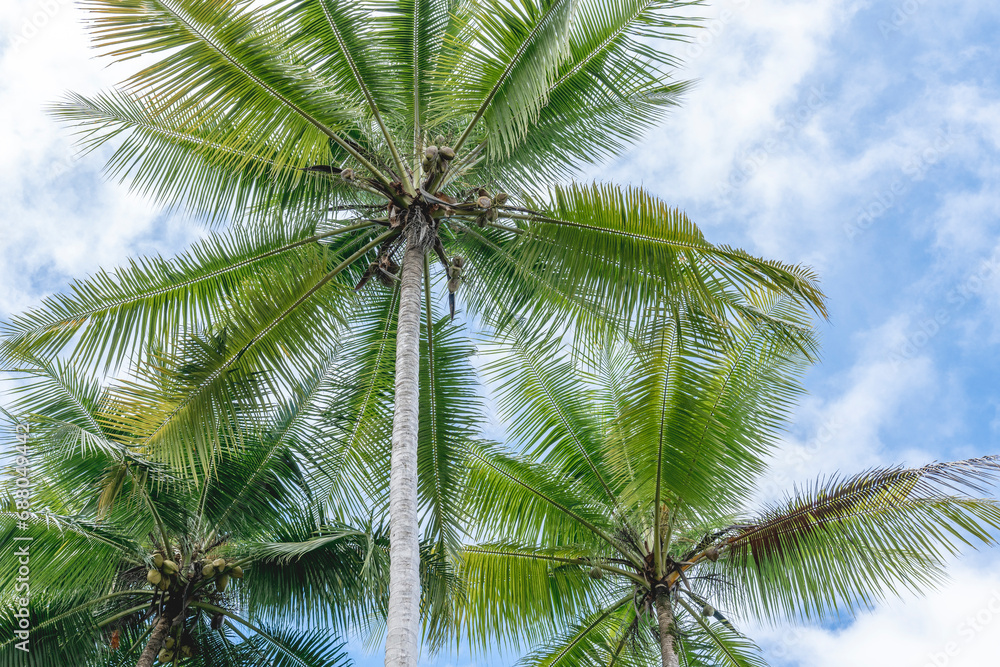 Three palm trees tropical beach vibe at Costa Rica