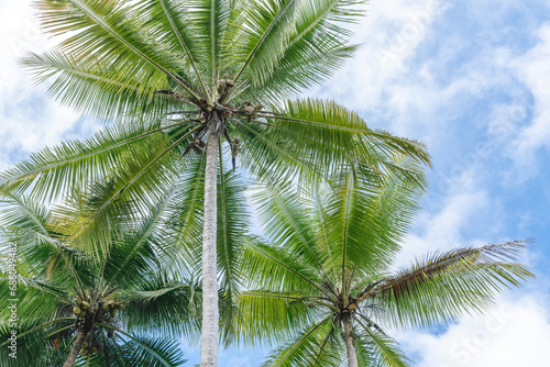 Three palm trees tropical beach vibe at Costa Rica