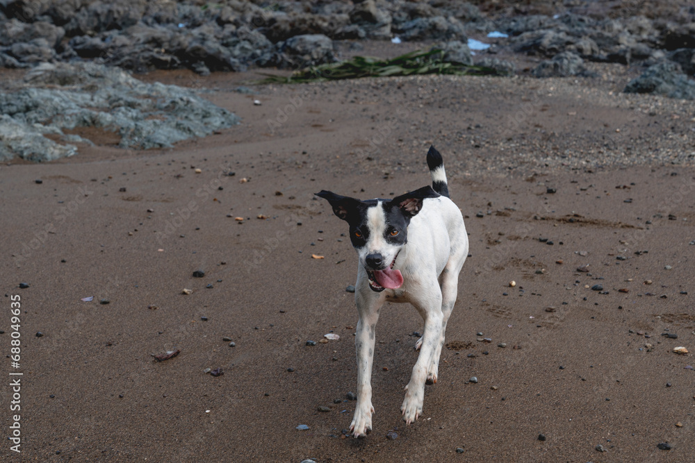 Happy playful black and white stray dog at the beach having fun and play Happy playful black and white stray dog at the beach having fun and play