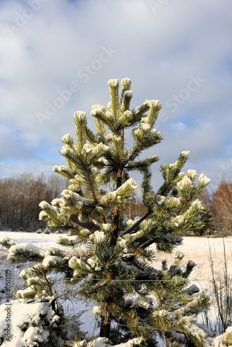 zielona choinka pokryta śniegiem  © Katarzyna