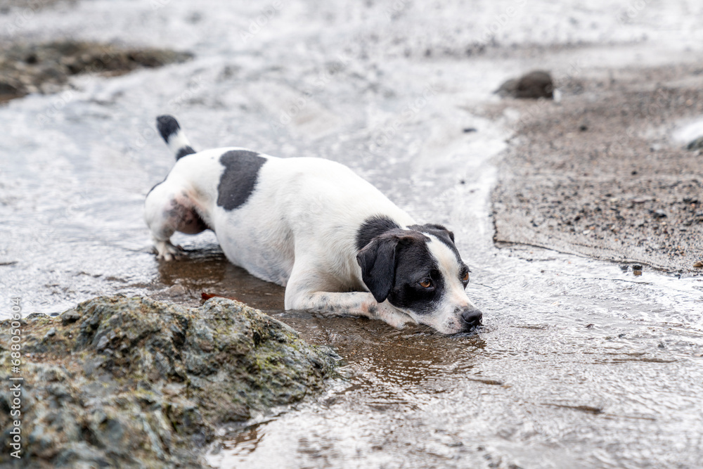 Happy playful black and white stray dog at the beach having fun and play Happy playful black and white stray dog at the beach having fun and play