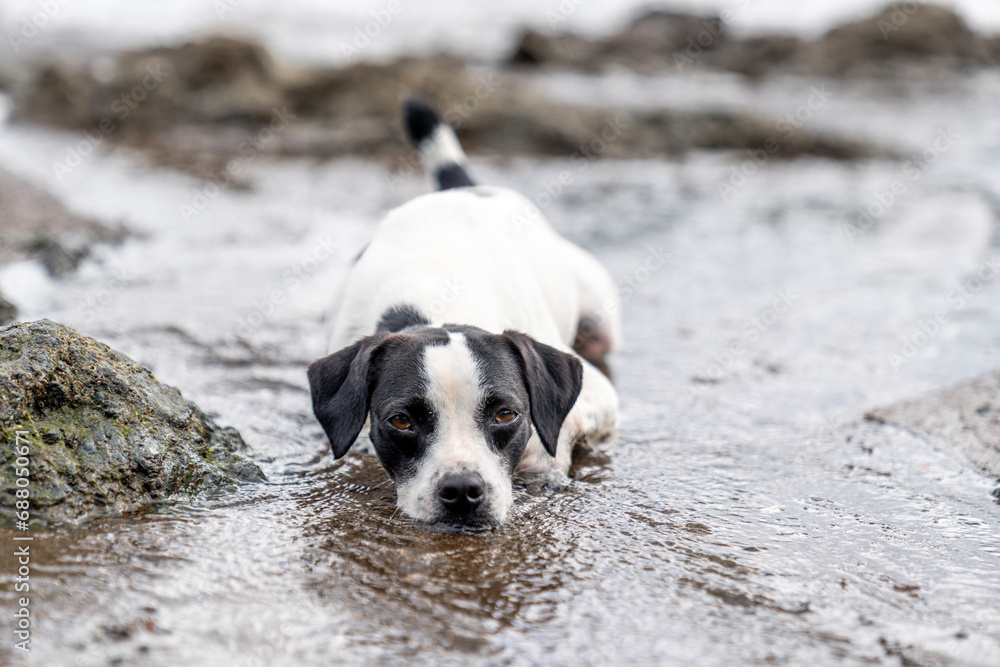 Happy playful black and white stray dog at the beach having fun and play Happy playful black and white stray dog at the beach having fun and play