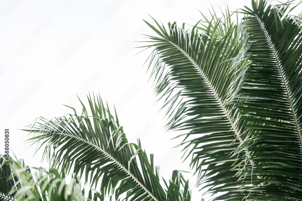 tropical palm tree Costa Rica tropical palm tree Costa Rica