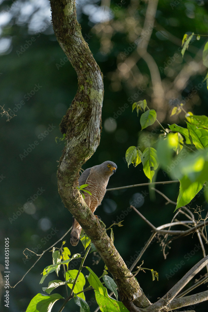 Roadside hawk sitting on branch in Costa Rica travel bird