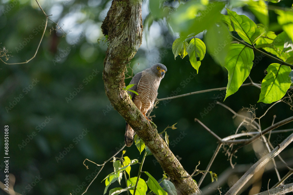 Roadside hawk sitting on branch in Costa Rica travel bird Roadside hawk sitting on branch in Costa Rica travel bird