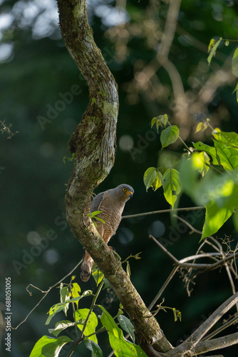 Roadside hawk sitting on branch in Costa Rica travel bird