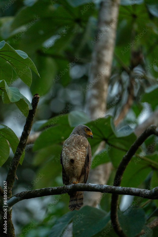 Roadside hawk sitting on branch in Costa Rica travel bird Roadside hawk sitting on branch in Costa Rica travel bird