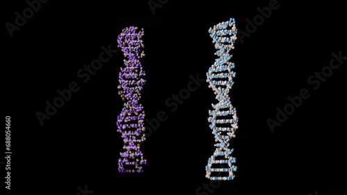 Two colored dna spirals on a black background. The spirals change color to white. Concept of genetics and medical science.