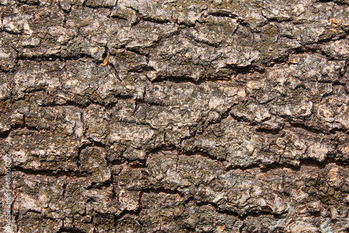 Bark of the Ash Tree, Fraxinus excelsior, Germany, Background, Texture
