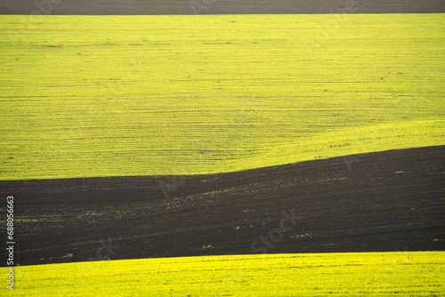 The hilly fields are yellow with flowering rapeseed and black with soil. spring season.
  distant view.