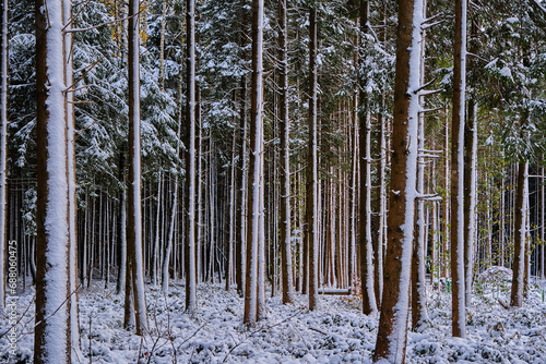 forest in winter