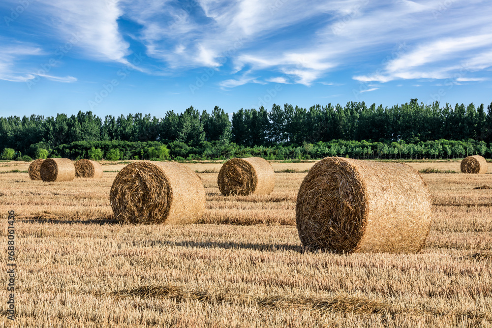Round wheat straw bales natural landscape in farm fields