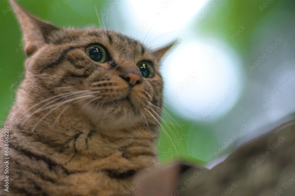 Φωτογραφία 木漏れ日の美しい日本の森に暮らす可愛らしい野良猫