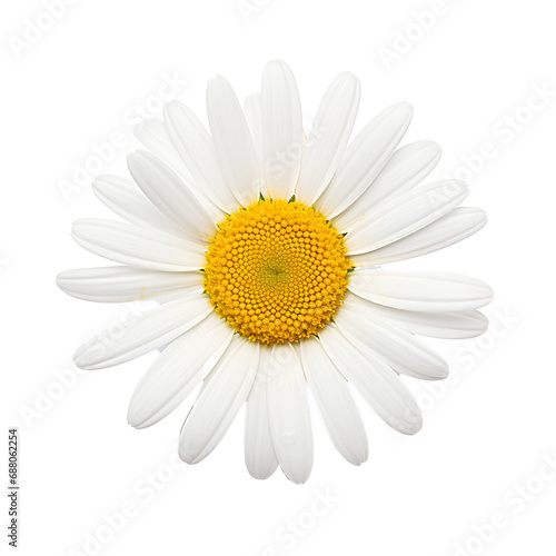 daisy flower on the png transparent background, easy to decorate projects.