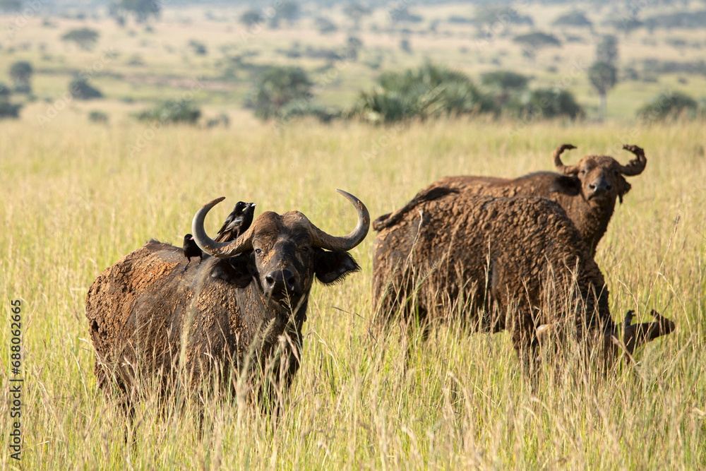 Φωτογραφία Cape Buffalo, Syncerus caffer, grazing on the plains of Africa in Murchison Falls National Park, Uganda