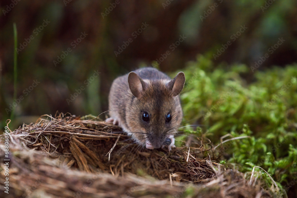 a portrait from a yellow necked mouse, apodemus flavicollis, at a bird nest on the forest floor at morning a portrait from a yellow necked mouse, apodemus flavicollis, at a bird nest on the forest floor at morning
