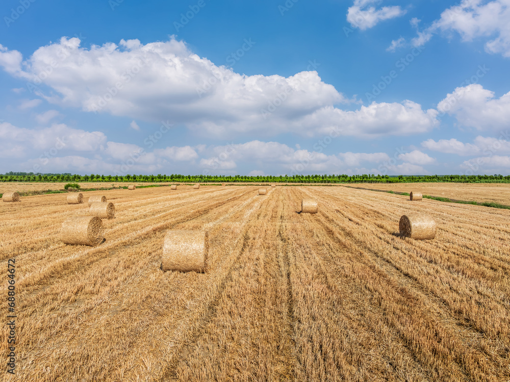 Round wheat straw bales natural landscape in farm fields. Beautiful farm natural scenery under the blue sky.