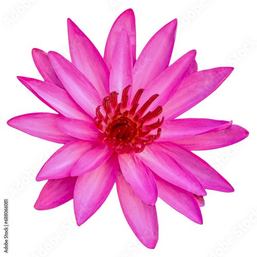 Pink lotus flower top view isolated on white background.