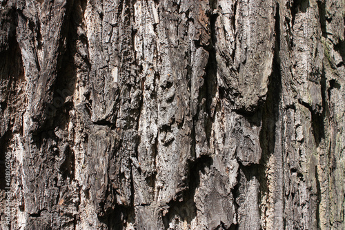 Bark of the Ash Tree, Fraxinus excelsior, Germany, Background, Texture

