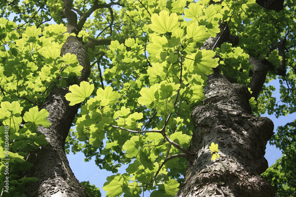 Sycamore Maple, Acer pseudoplatanus, Germany
Sycamore Maple, Acer pseudoplatanus, Germany