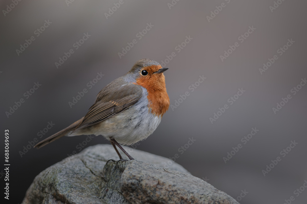 European Robin, Erithacus rubecula, orange songbird perched. Bird in natural habitat. Europe wildlife. Organ-grey bird. Clean background. Slovenia. European Robin, Erithacus rubecula, orange songbird perched. Bird in natural habitat. Europe wildlife. Organ-grey bird. Clean background. Slovenia.