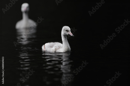 Fototapeta Naklejka Na Ścianę i Meble -  Whooper Swans, Cygnus cygnus, birds in the nature habitat, Sweden