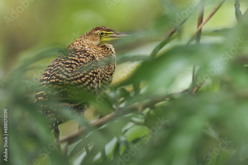 Portrait of a Bare-throated tiger heron in the jungle of National park of Tortugero.  Jungle of Costa Rica.  Bird in natural environment. photo