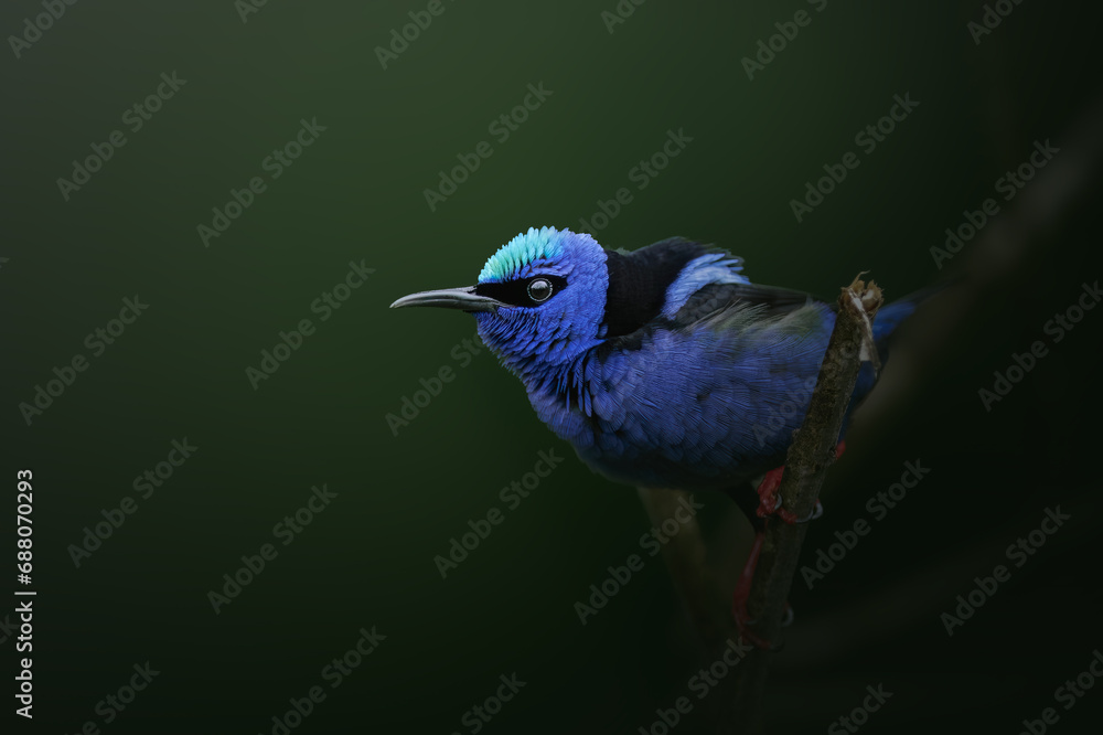 Obraz premium Portrait of a perched honeykreeper (Cyanerpes cyaneus, Costa Rica