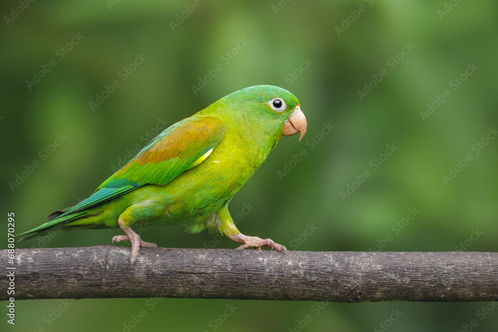 Orange-chinned parakeet, Brotogeris jugularis, portrait of green parrot with yellow head, Costa Rica. Tropical jungle of Costa Rica.